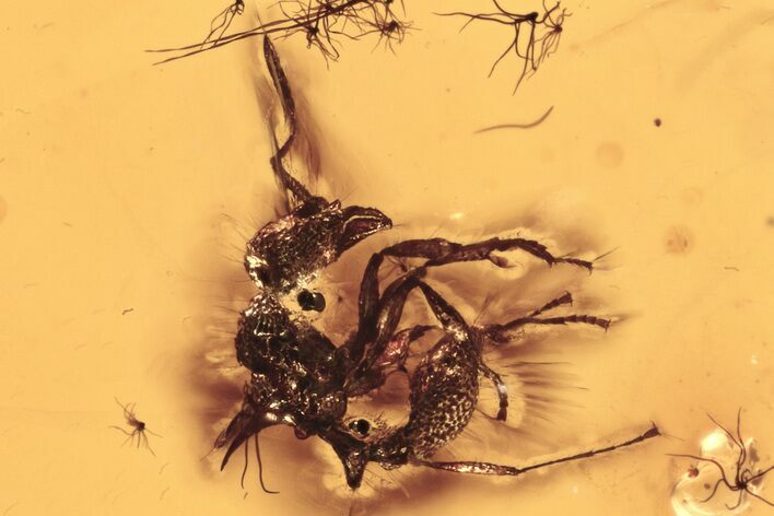 Fossil Spiny Ant (Myrmicinae) w/ Oak Hairs in Baltic Amber - Rare! #275469